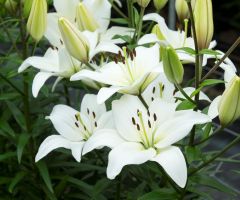 Lily Asiatic White - Bulk Landscaping